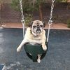 wineypug318